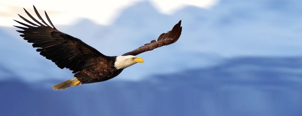 Eagle-soaring